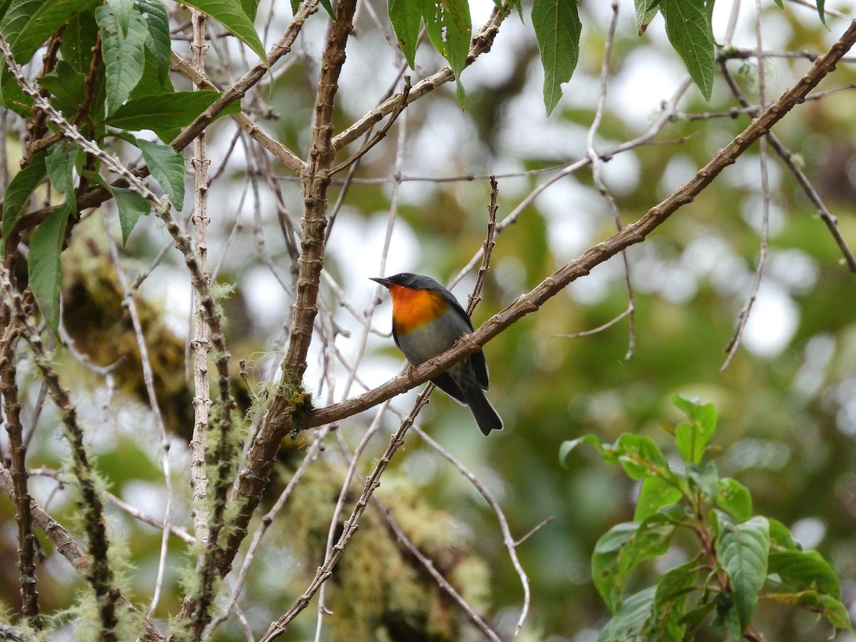 Flame-throated Warbler - ML646457589