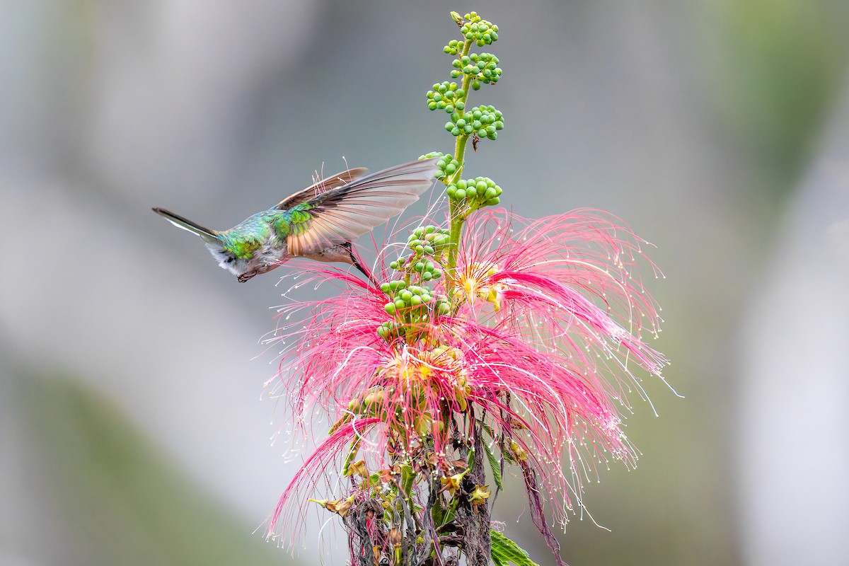 kolibřík páskoocasý - ML646457590