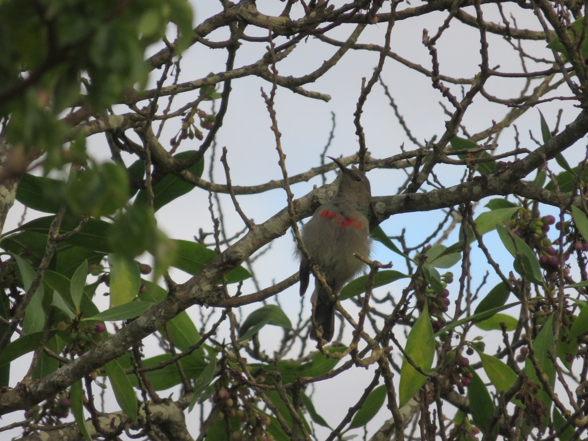 Southern Double-collared Sunbird - ML646457592