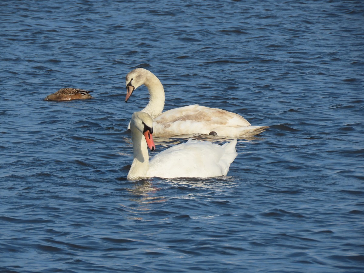 Mute Swan - ML646457593