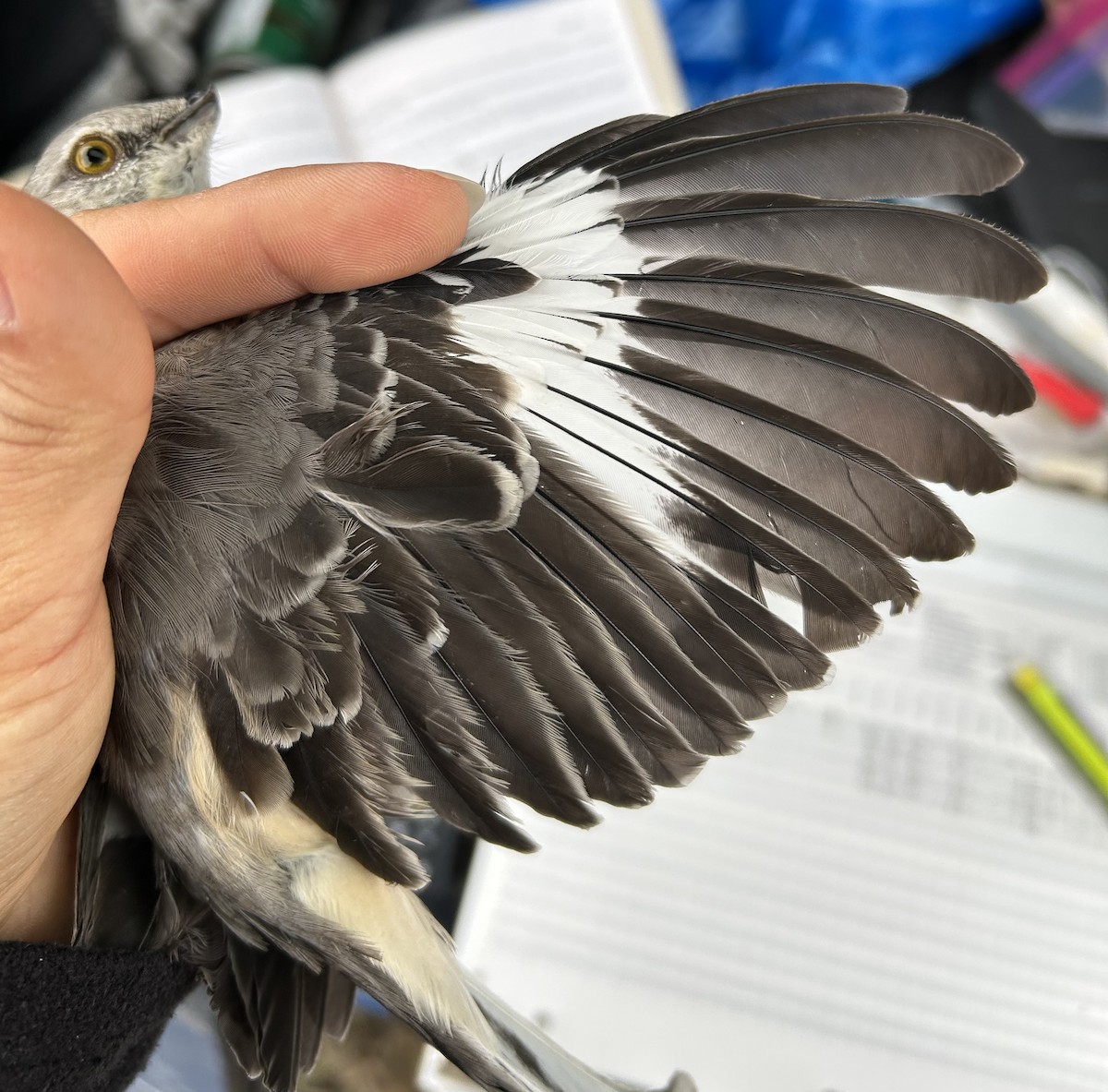 Northern Mockingbird - ML646457595