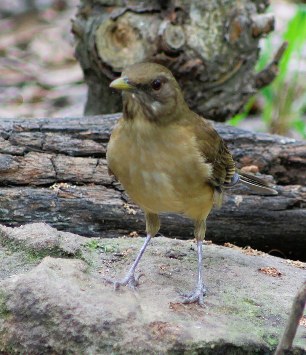 Merle fauve - ML646457603