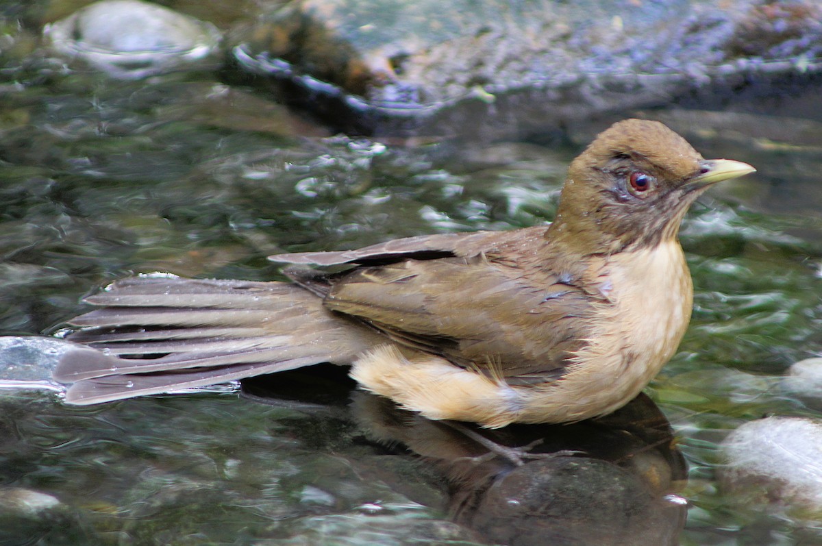 Merle fauve - ML646457604