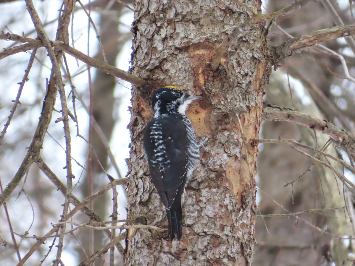American Three-toed Woodpecker - ML646457605