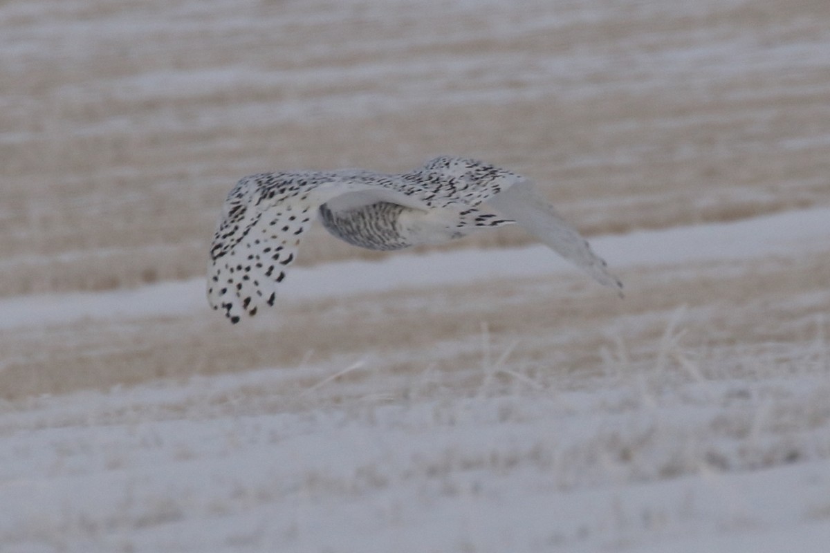 Snowy Owl - ML646457606