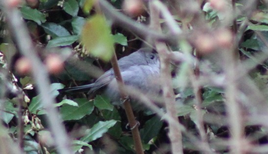 Gray Catbird - ML646457607