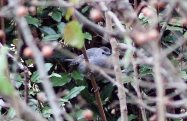 Gray Catbird - ML646457608