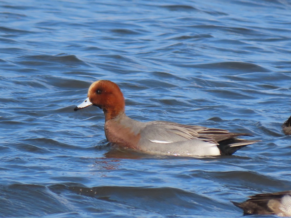 Eurasian Wigeon - ML646457609