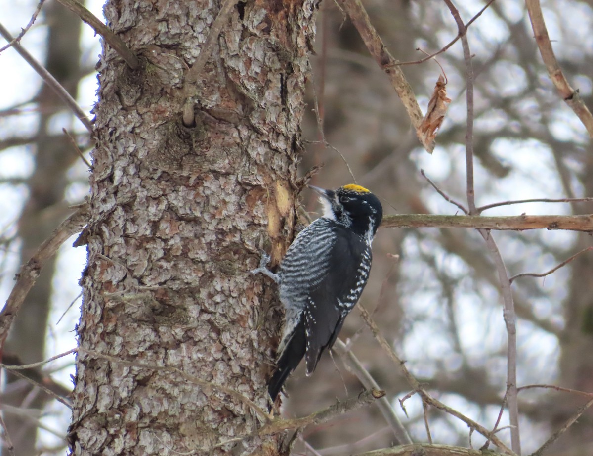 American Three-toed Woodpecker - ML646457610