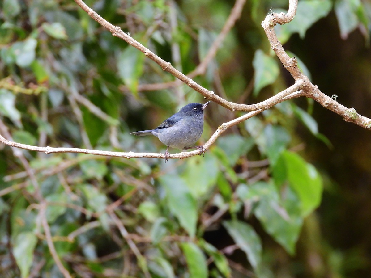 ウスズミハナサシミツドリ - ML646457613