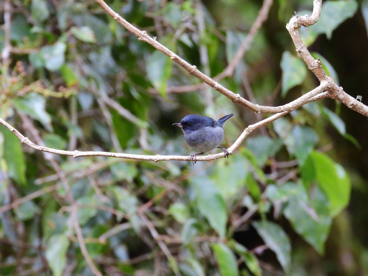 ウスズミハナサシミツドリ - ML646457614