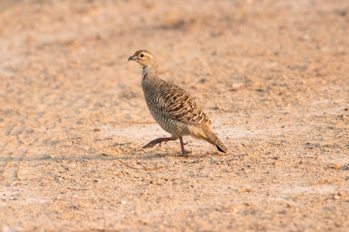 シマシャコ - ML646457616