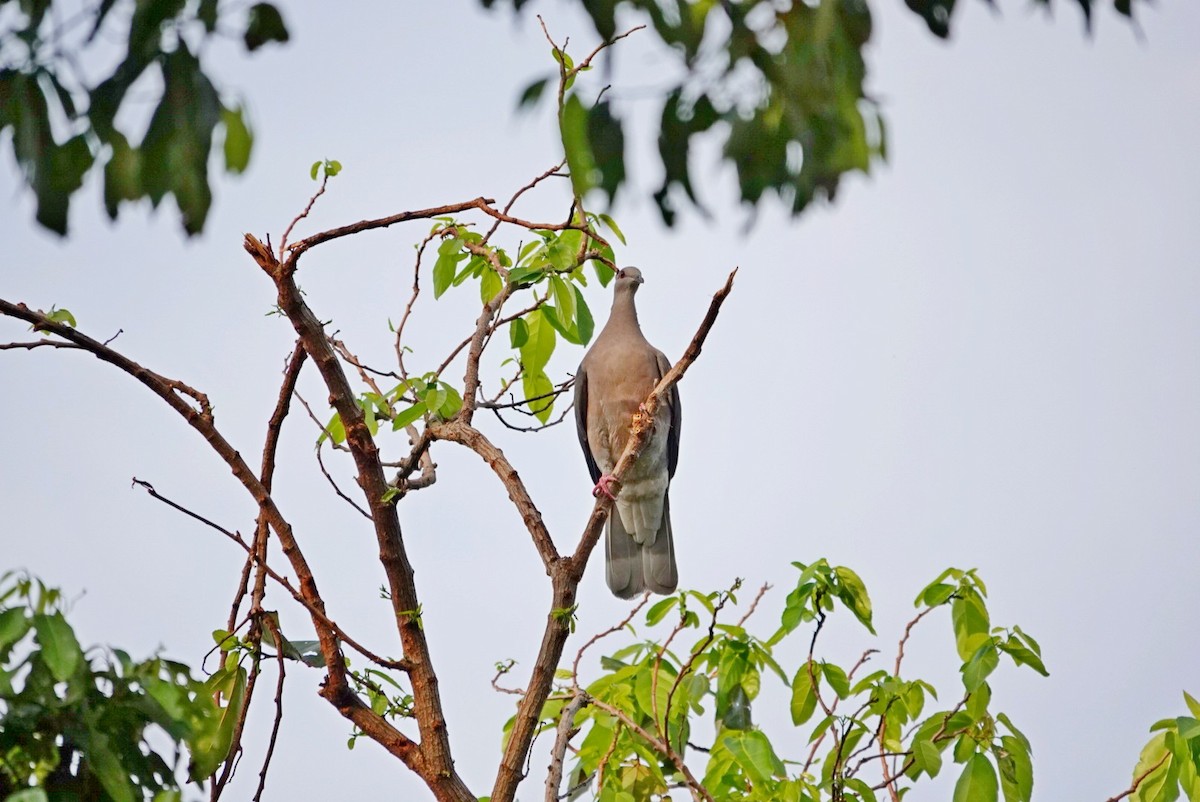 Ring-tailed Pigeon - ML646457618