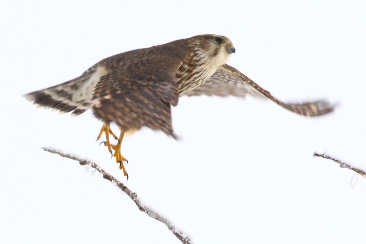 Merlin - ML646457620