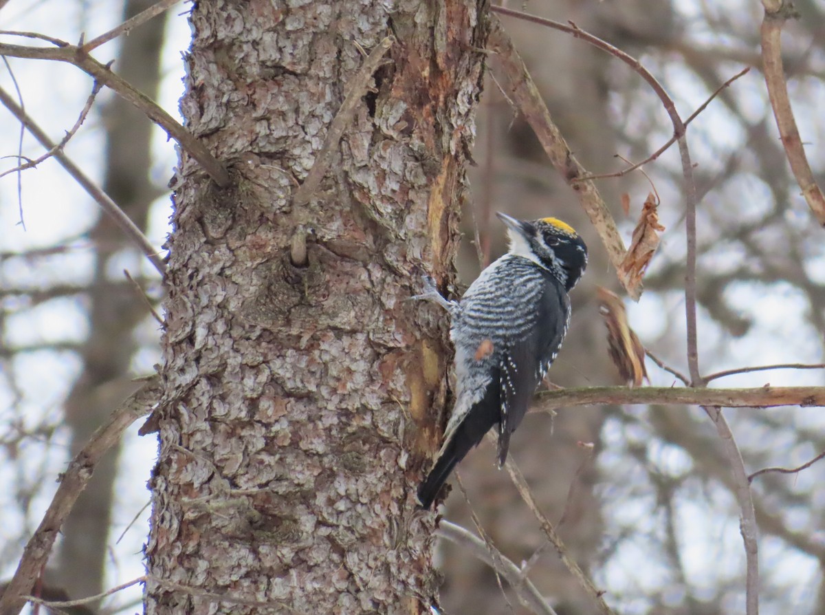 アメリカミユビゲラ - ML646457622