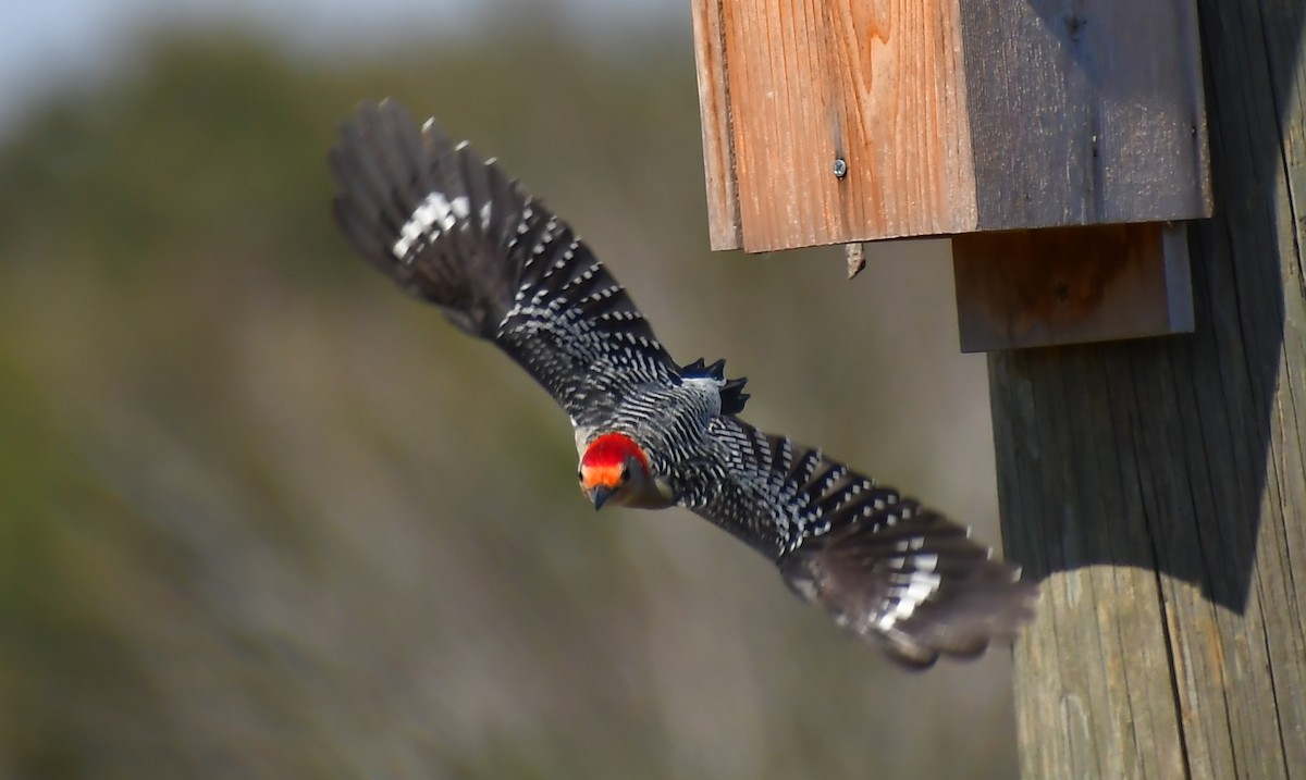 シマセゲラ - ML646457623