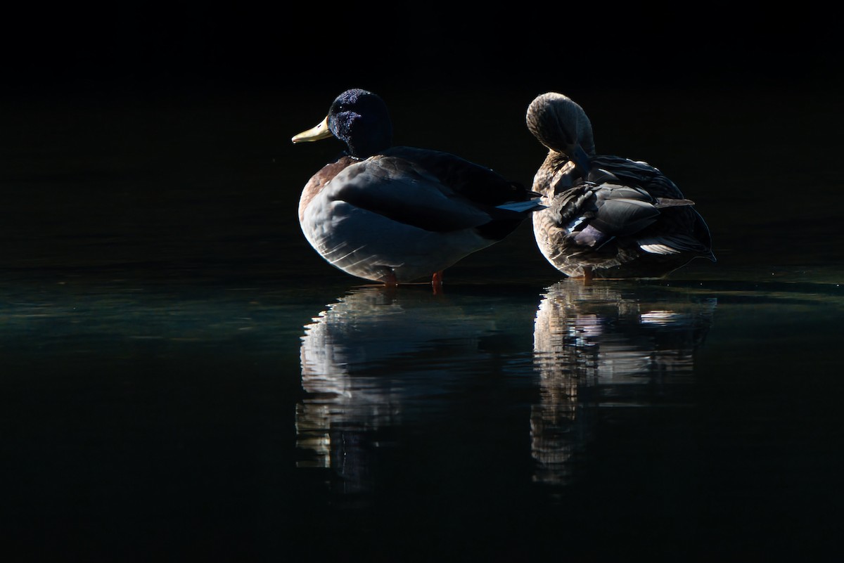 マガモ - ML646457624