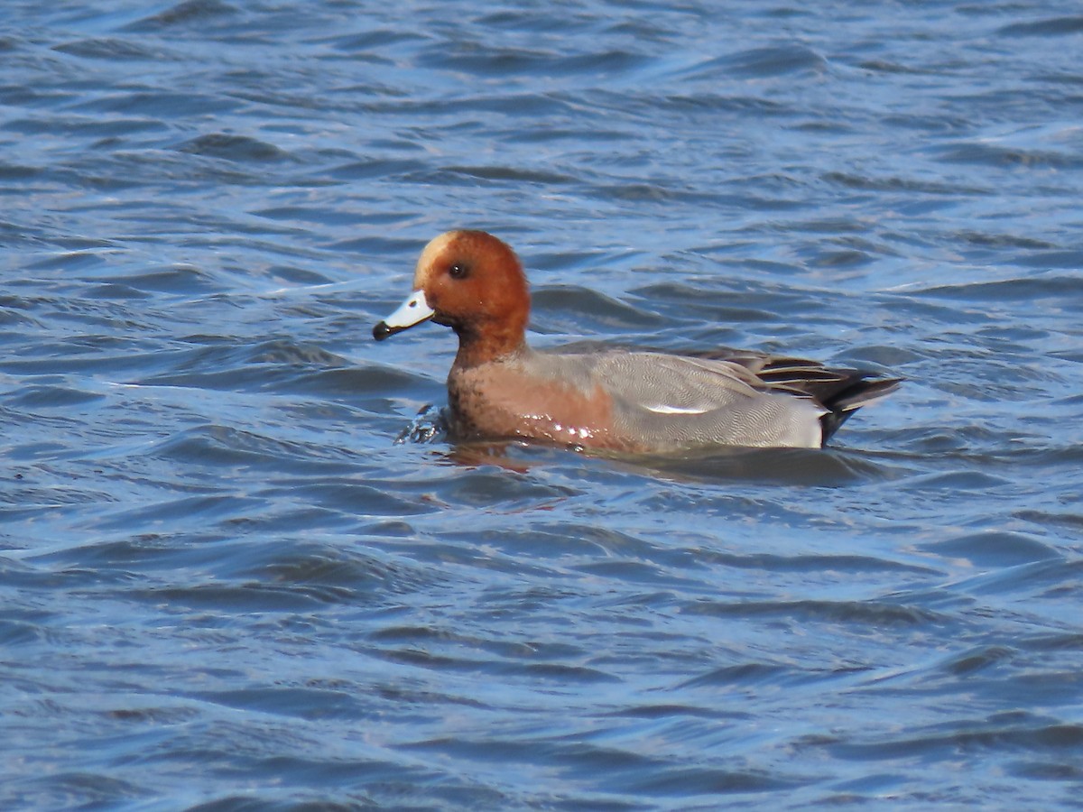 Eurasian Wigeon - ML646457625