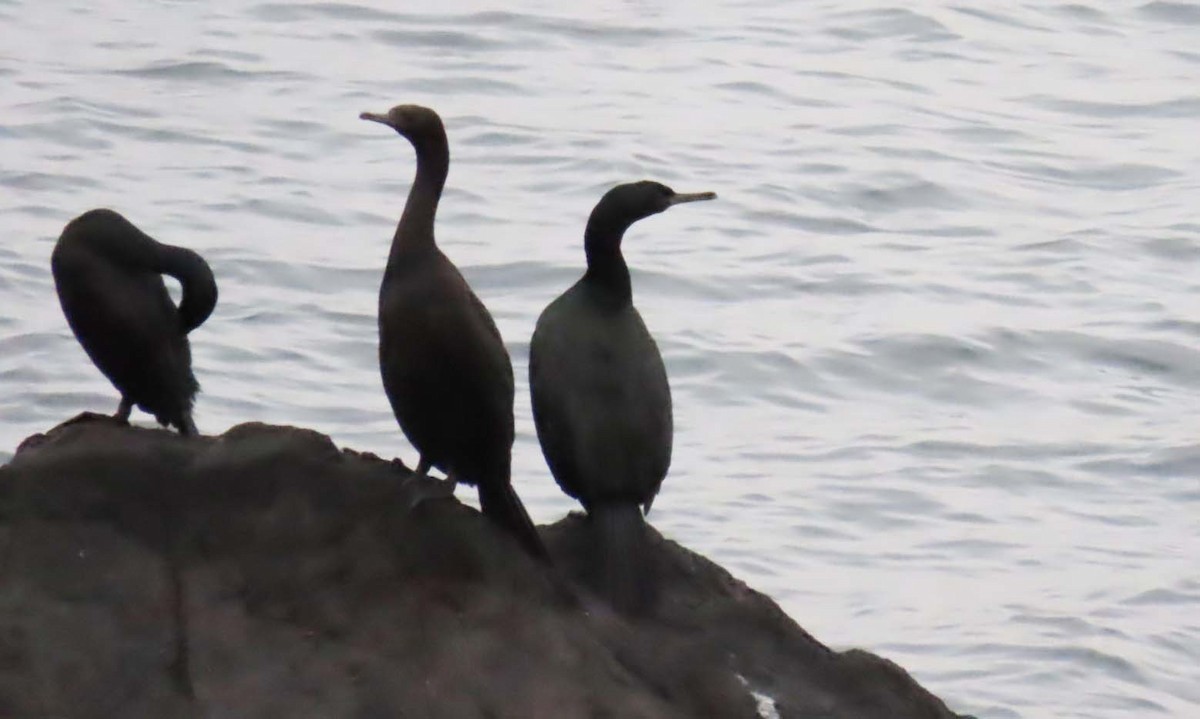 ヒメウ - ML646457627