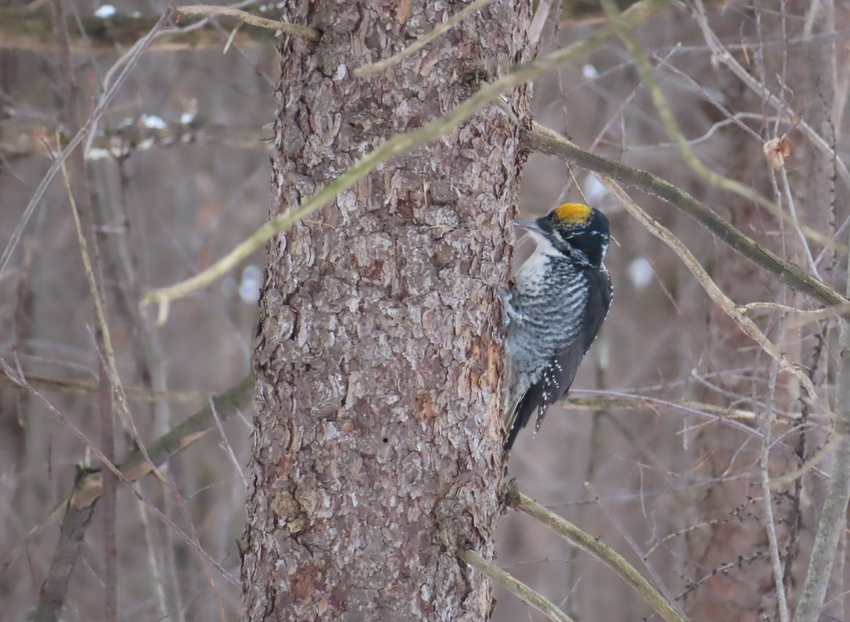 アメリカミユビゲラ - ML646457628