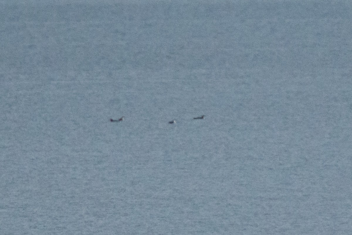 アビ - ML646457629