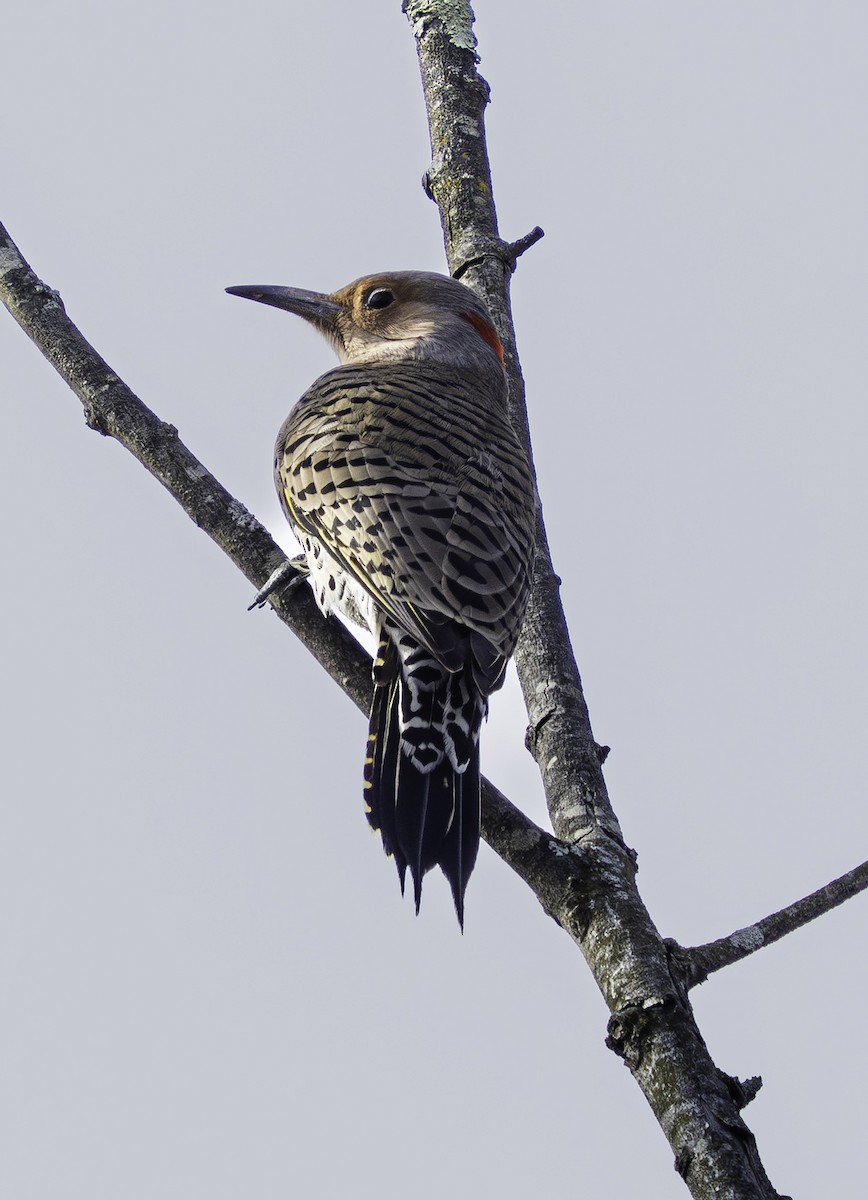 ハシボソキツツキ - ML646457631