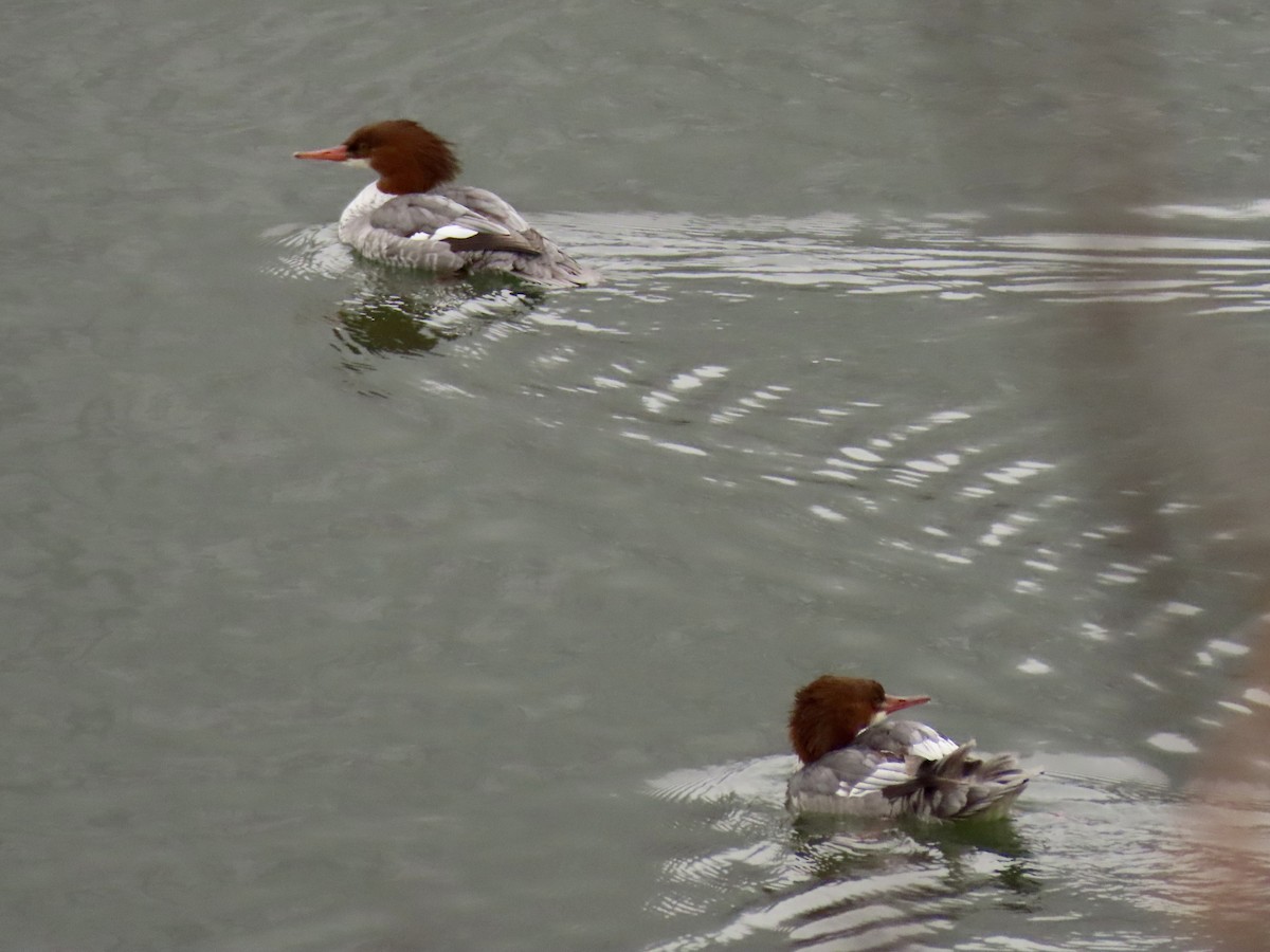 カワアイサ - ML646457632