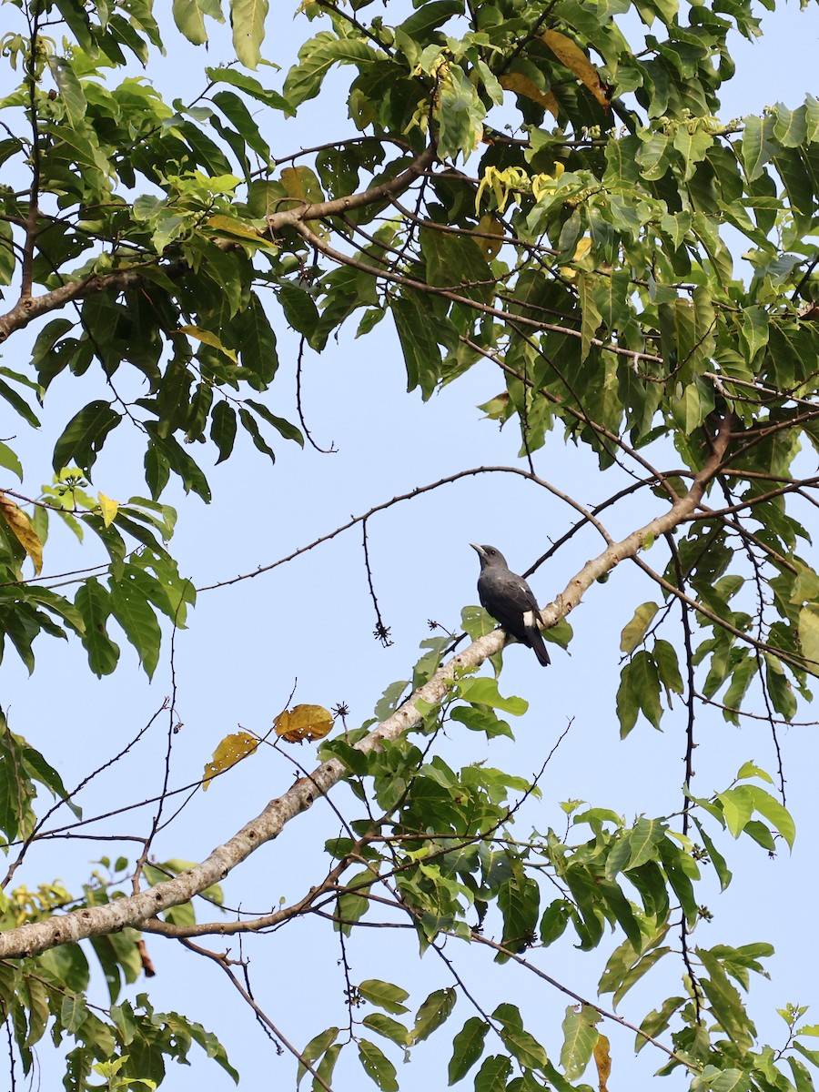 シロハラオオサンショウクイ - ML646457633