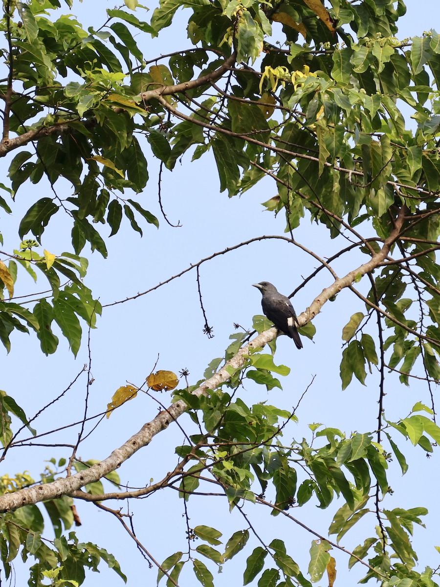 シロハラオオサンショウクイ - ML646457634