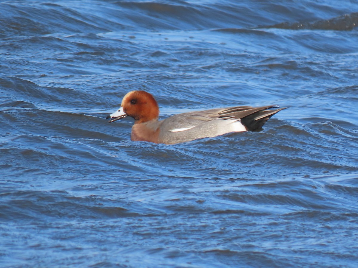 Eurasian Wigeon - ML646457636