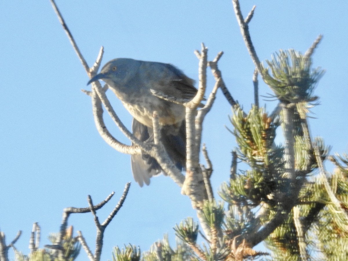 マルハシツグミモドキ - ML646457637