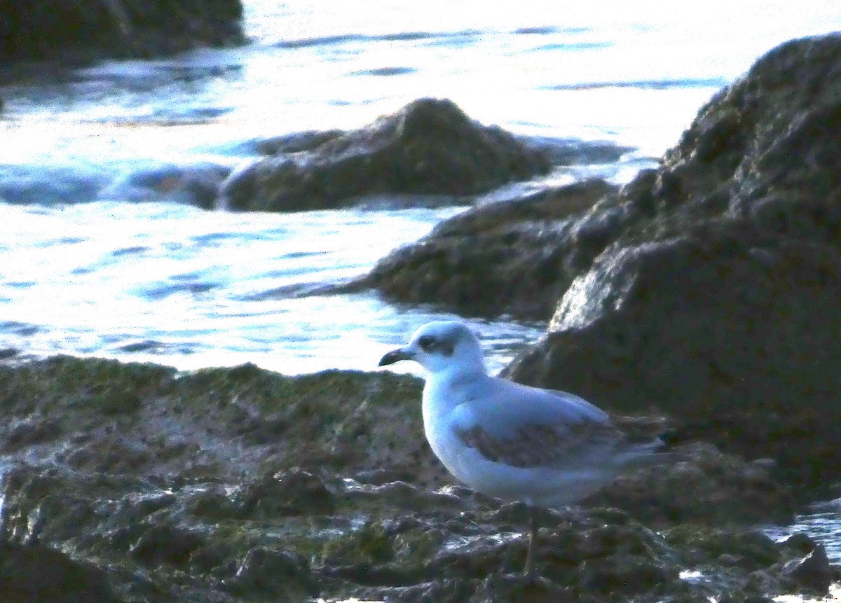 racek černohlavý - ML646457638