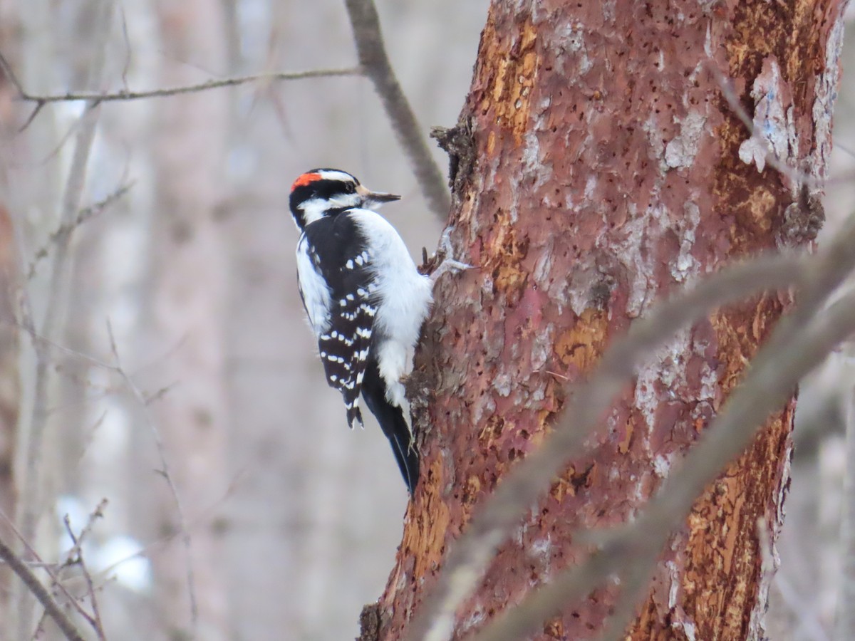 セジロアカゲラ - ML646457639