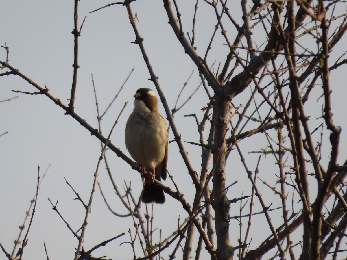 マミジロスズメハタオリ - ML646457642