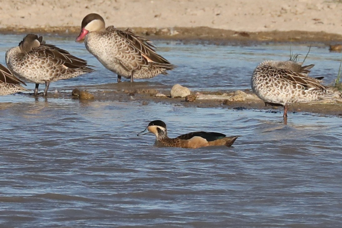 アフリカコガモ - ML646457643