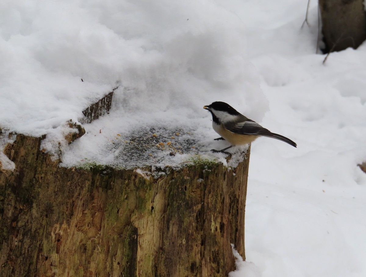 アメリカコガラ - ML646457644