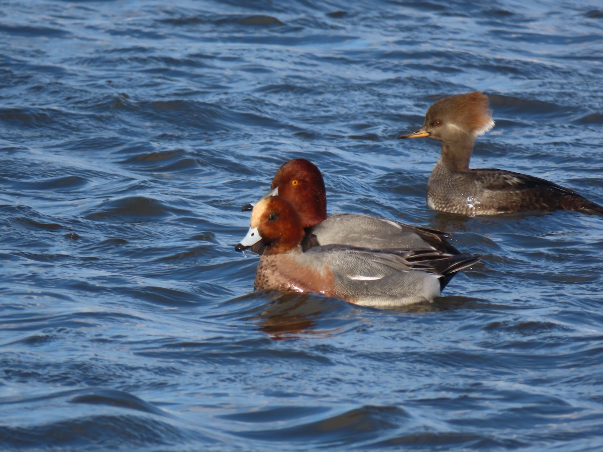 Eurasian Wigeon - ML646457645