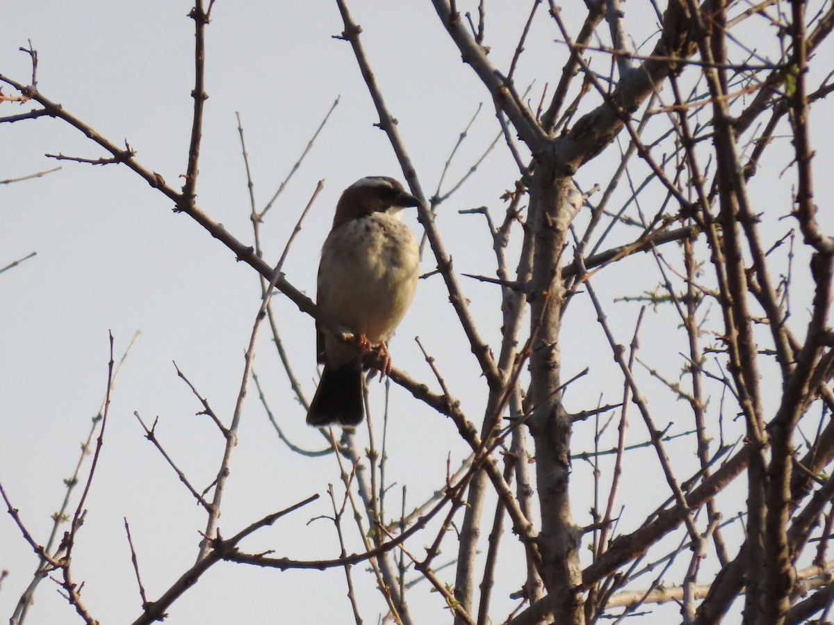 マミジロスズメハタオリ - ML646457646