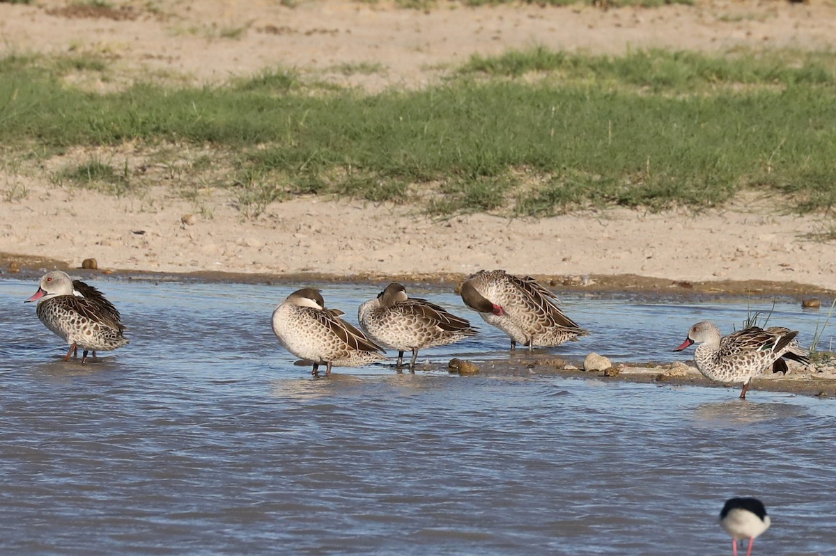 アカハシコガモ - ML646457647