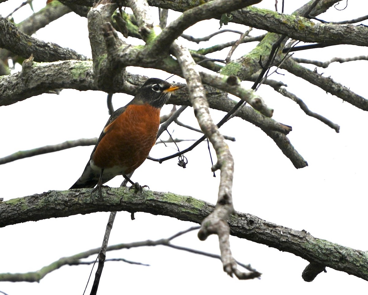 コマツグミ - ML646457648