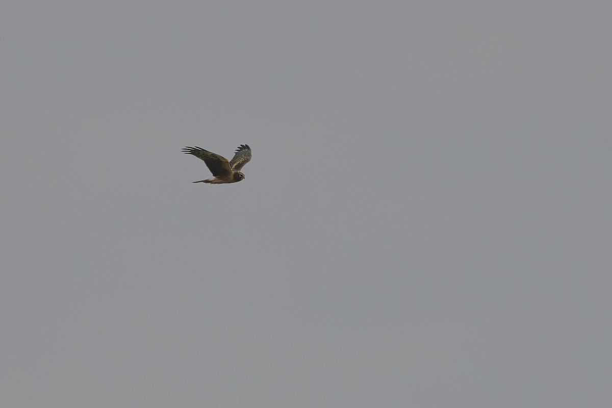 アメリカハイイロチュウヒ - ML646457652