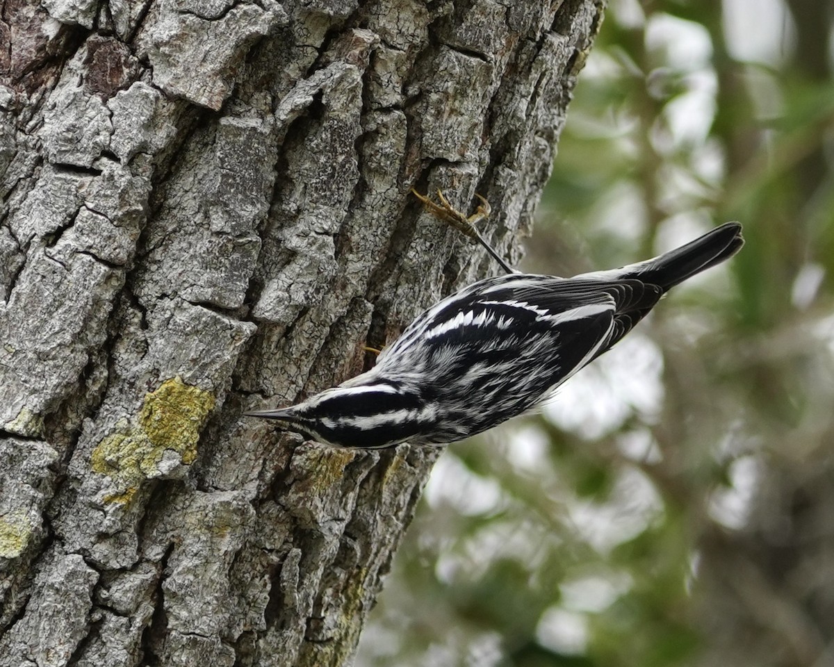 シロクロアメリカムシクイ - ML646457653