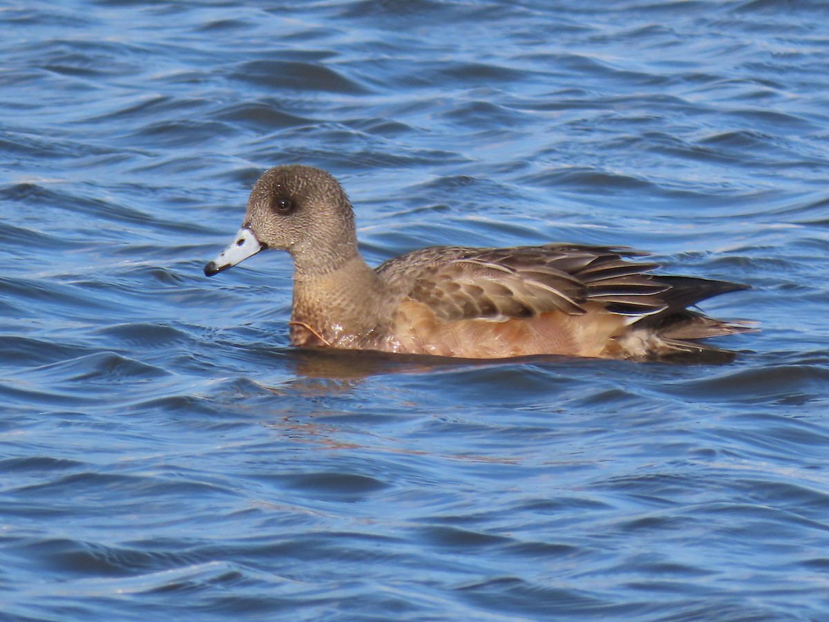 アメリカヒドリ - ML646457654