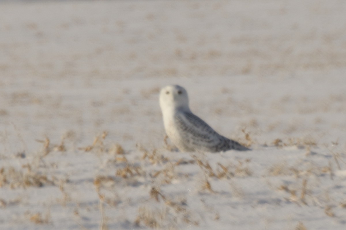 シロフクロウ - ML646457655