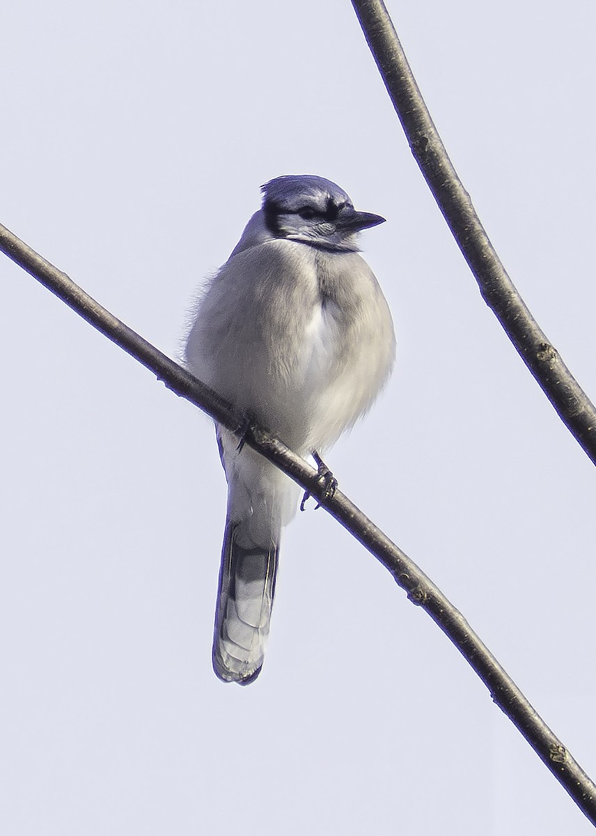 Blue Jay - ML646457656