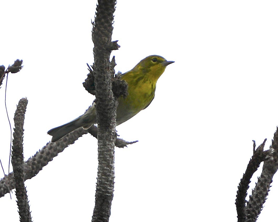 マツアメリカムシクイ - ML646457657