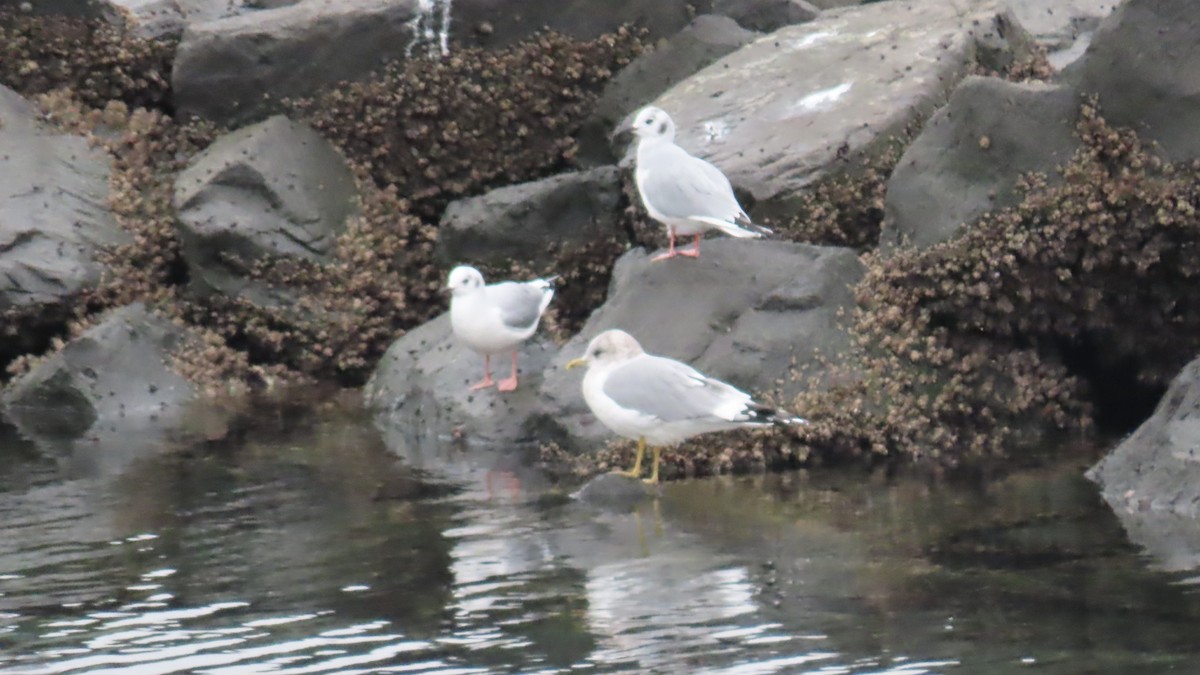 Bonaparte's Gull - ML646457660