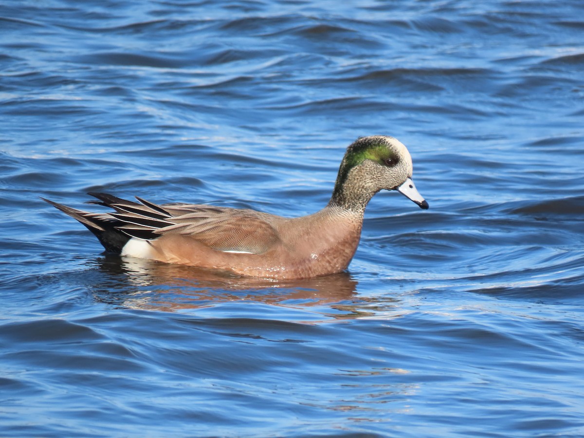 American Wigeon - ML646457661