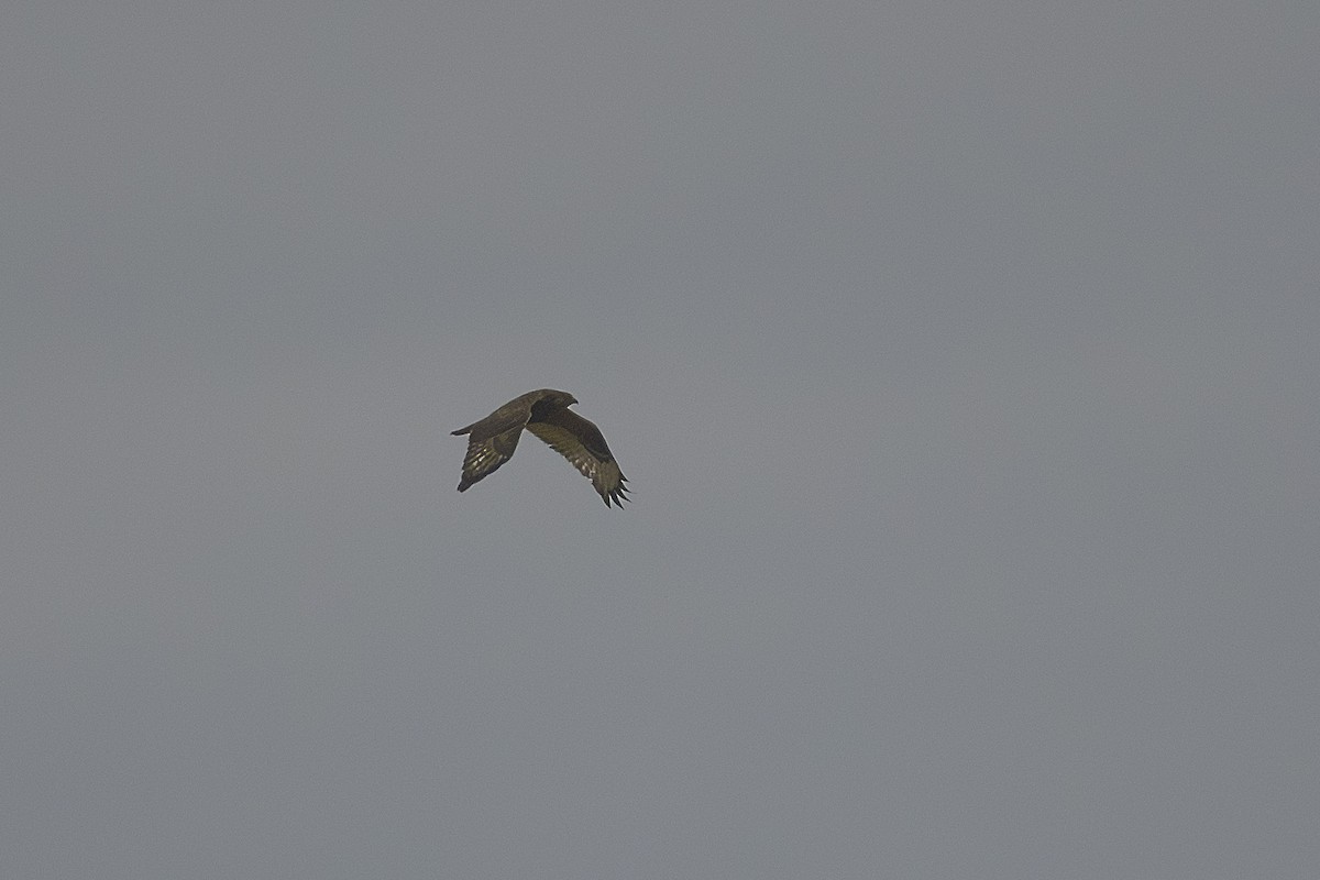 Paçalı Şahin - ML646457663