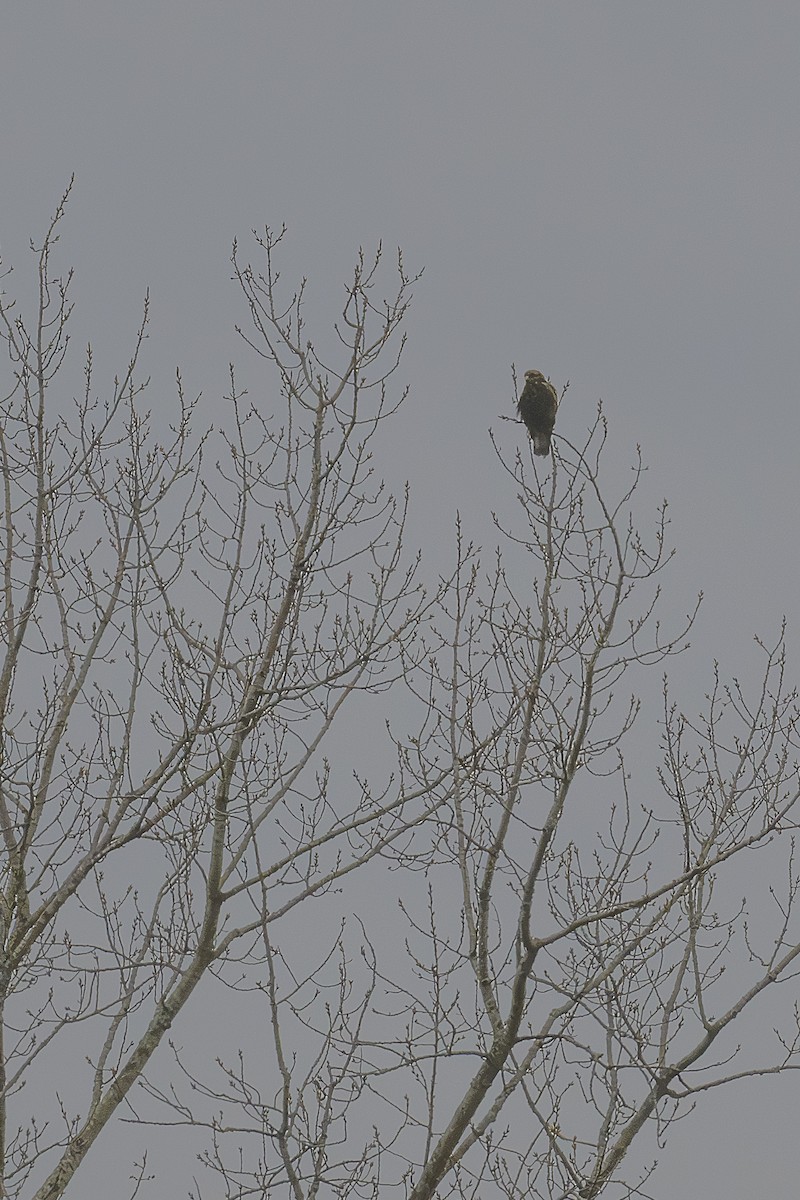 Paçalı Şahin - ML646457664